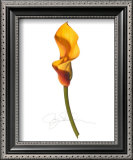 Buy Yellow Calla at AllPosters.com