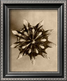 Buy Sepia Botany Study IV at AllPosters.com