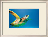 Buy Green Sea Turtle at AllPosters.com