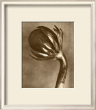 Buy Sepia Botany Study VI at AllPosters.com