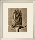 Buy Sepia Botany Study III at AllPosters.com