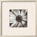 Buy Anemone I at AllPosters.com