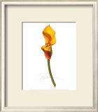 Buy Yellow Calla at AllPosters.com