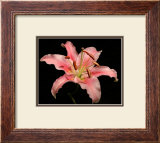 Dream Lilies I
