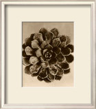 Buy Sepia Botany Study II at AllPosters.com