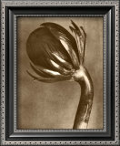 Buy Sepia Botany Study VI at AllPosters.com