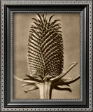 Buy Sepia Botany Study III at AllPosters.com