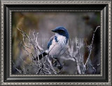 Buy Scrub Jay at AllPosters.com