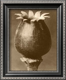 Buy Sepia Botany Study I at AllPosters.com