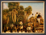 Bringing in the Cotton