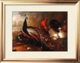 Buy Peacock and Pheasant at AllPosters.com