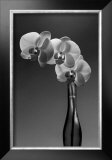 Buy Phalaenopsis, 1998 at AllPosters.com