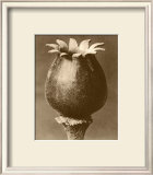 Buy Sepia Botany Study I at AllPosters.com