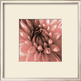 Buy Pink Dahlia at AllPosters.com