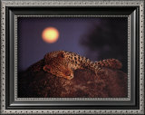 Buy Leopard with Rising Moon at AllPosters.com