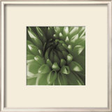 Buy Green Dahlia at AllPosters.com