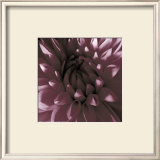 Buy Burgundy Dahlia at AllPosters.com