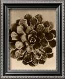 Buy Sepia Botany Study II at AllPosters.com