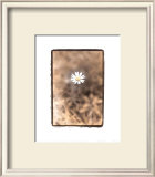 Buy Wildflower II at AllPosters.com