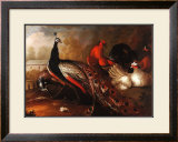 Buy Peacock and Pheasant at AllPosters.com