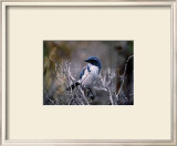 Buy Scrub Jay at AllPosters.com