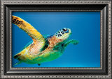 Buy Green Sea Turtle at AllPosters.com
