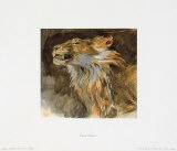 Head of a Lyon