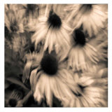 Daisy Trip II