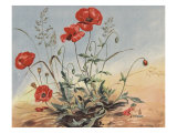 Buy The Elf And The Poppy at AllPosters.com