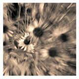Daisy Trip III