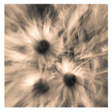 Daisy Trip IV