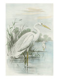White Heron