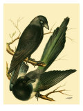 Buy Domestic Bird Family V at AllPosters.com