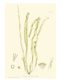 Buy Bradbury Seaweed III at AllPosters.com