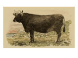 Buy Antique Cow V at AllPosters.com