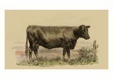 Buy Antique Cow II at AllPosters.com