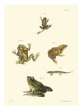 Buy Antique Frogs I at AllPosters.com
