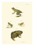 Buy Antique Frogs II at AllPosters.com