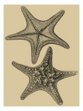 Buy Shells on Khaki II at AllPosters.com