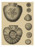 Buy Shells on Khaki III at AllPosters.com