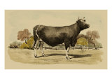 Buy Antique Cow VI at AllPosters.com
