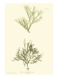 Buy Bradbury Seaweed IV at AllPosters.com