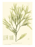 Buy Bradbury Seaweed I at AllPosters.com