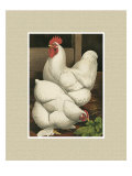 Buy Roosters with Mat I at AllPosters.com