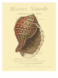 Coquilles De Mer IV Giclee Print