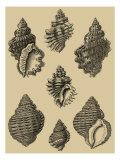 Buy Shells on Khaki V at AllPosters.com