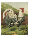 Cassell's Roosters III
