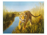 Tiger In The Indian Sunderbans