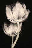Buy Adagio at AllPosters.com