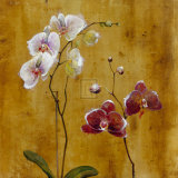 Buy Orchid Bloom II at AllPosters.com